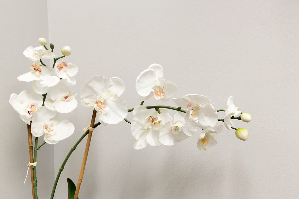 a white orchid